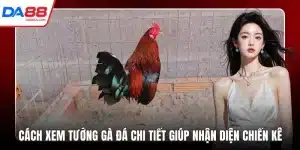 cách xem tướng gà đá