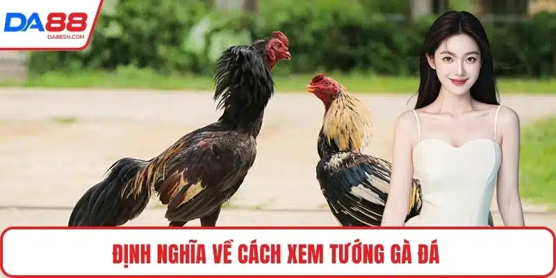 Định nghĩa về cách xem tướng gà đá 