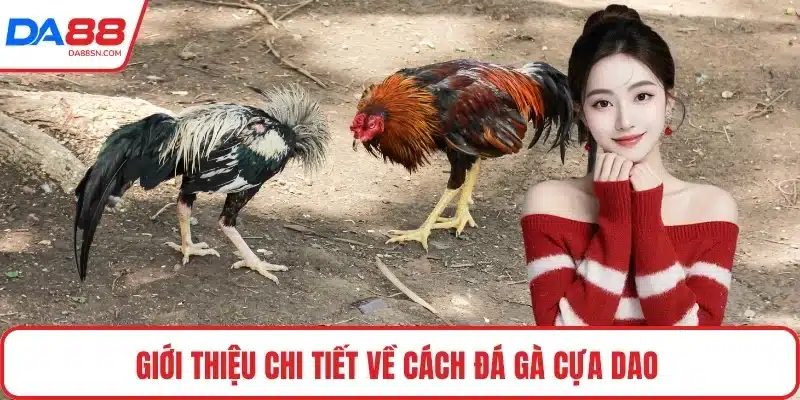 Giới thiệu chi tiết về cách đá gà cựa dao 