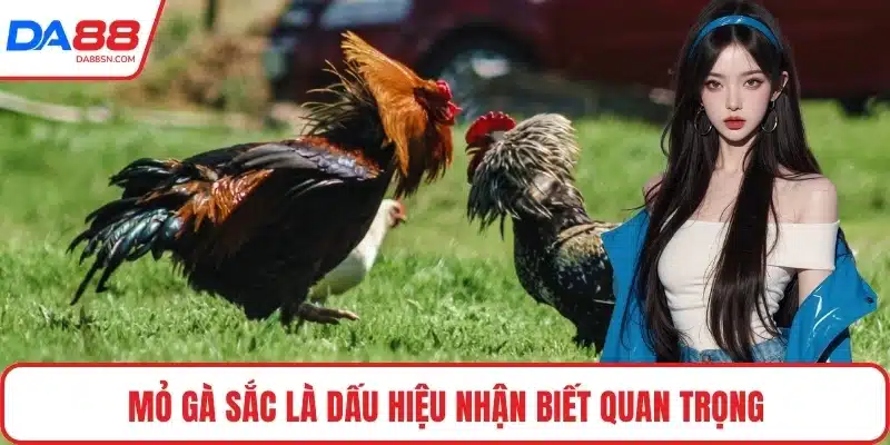 Mỏ gà sắc là dấu hiệu nhận biết quan trọng