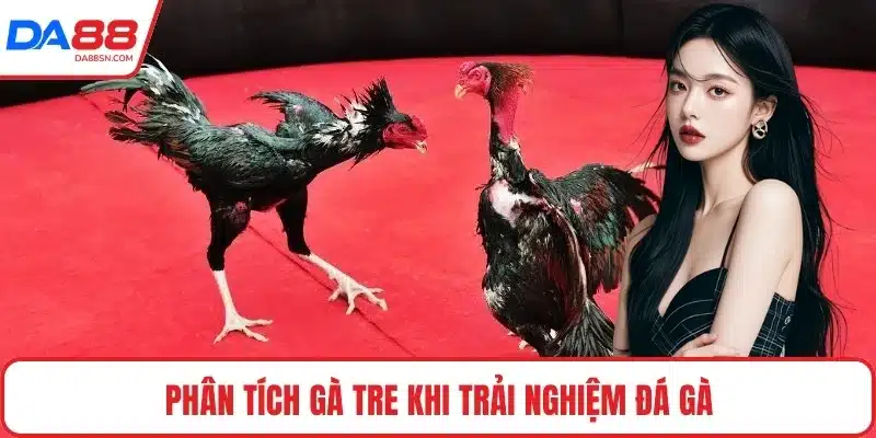 Phân tích gà tre khi trải nghiệm đá gà 